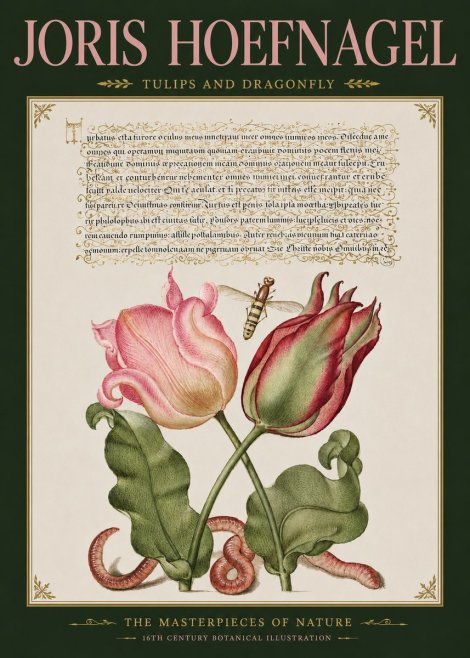 Joris Hoefnagel Two Tulips with Caterpillars and Dragonfly No5 - Poszter