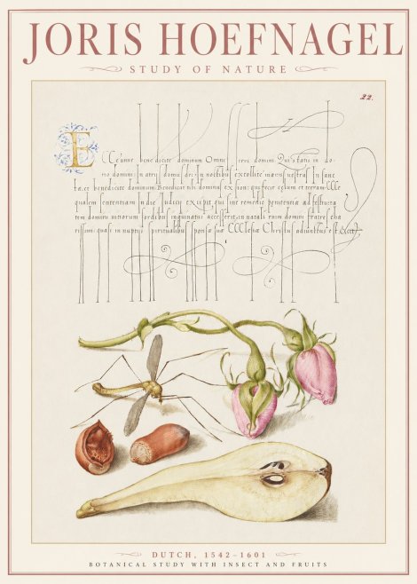 Joris Hoefnagel Studies of Plants, Insects and Fruits No3 - Poszter