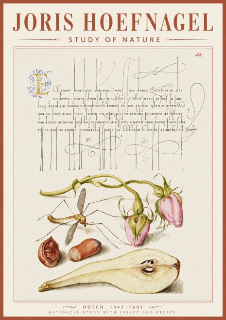 Joris Hoefnagel Studies of Plants, Insects and Fruits No5 - Poszter