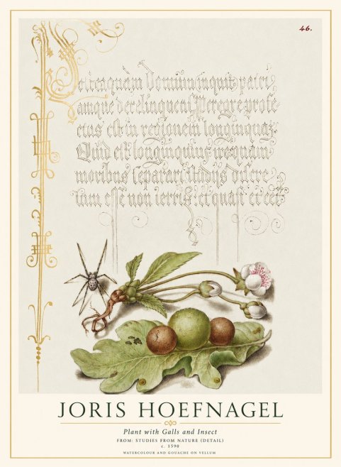Joris Hoefnagel Plant with Galls and Insect No1 - Poszter