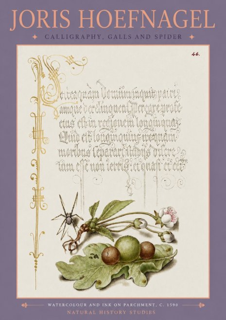 Joris Hoefnagel Plant with Galls and Insect No4 - Poszter