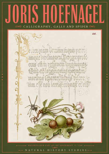 Joris Hoefnagel Plant with Galls and Insect No6 - Poszter