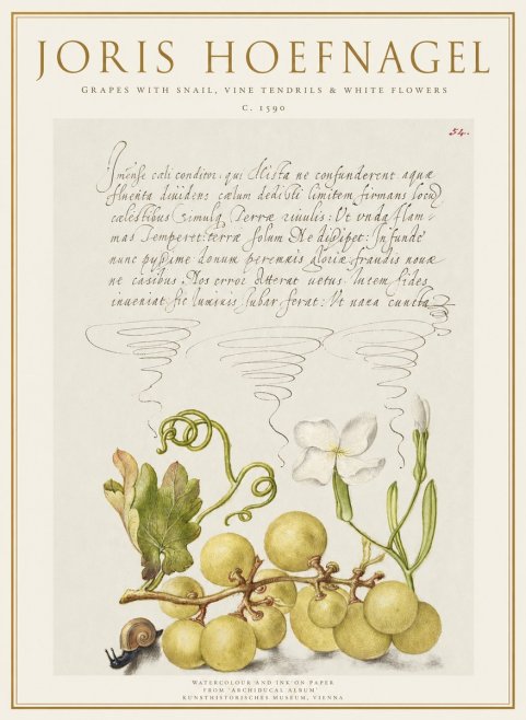 Joris Hoefnagel Grapes with Snail, Vine Tendrils & White Flowers No1 - Poszter