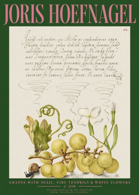 Joris Hoefnagel Grapes with Snail, Vine Tendrils & White Flowers No2 - Poszter