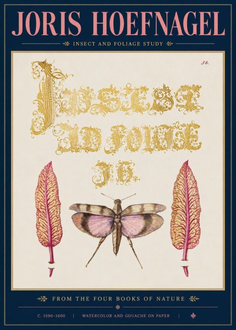 Joris Hoefnagel Insect and Foliage Study No5 - Poszter