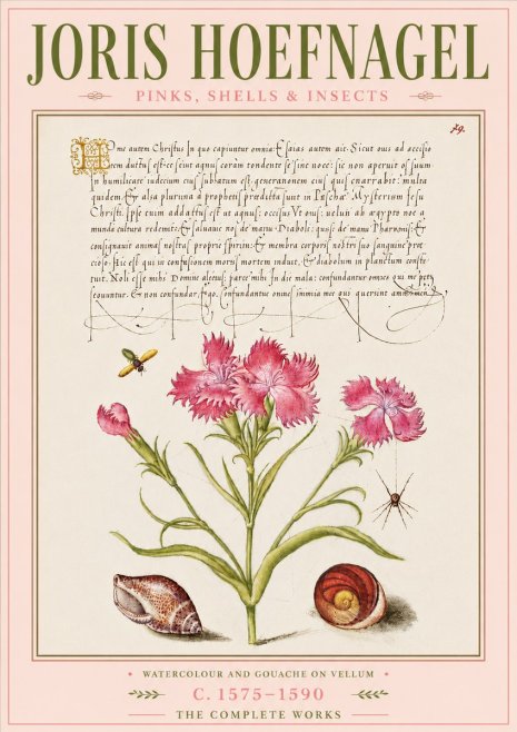 Joris Hoefnagel Pinks, Shells & Insects No6 - Poszter