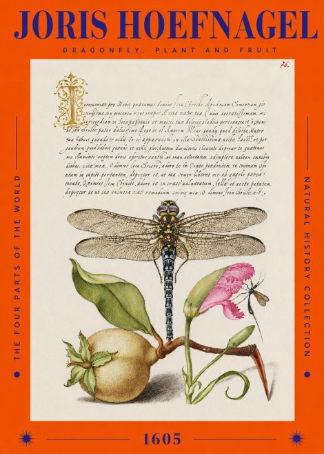 Joris Hoefnagel Dragonfly, Plant and Fruit No2 - Poszter