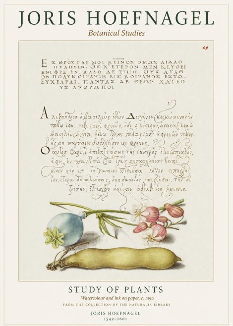 Joris Hoefnagel Study of Plants I No1 - Poszter