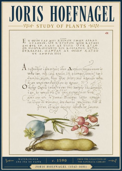 Joris Hoefnagel Study of Plants I No4 - Poszter