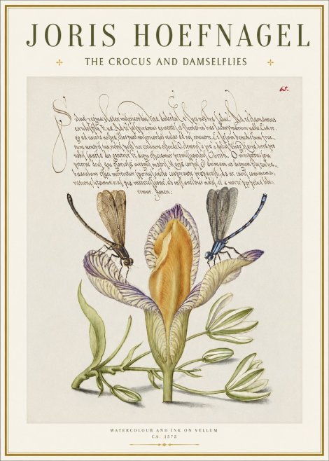 Joris Hoefnagel The Crocus and Damselflies No1 - Poszter