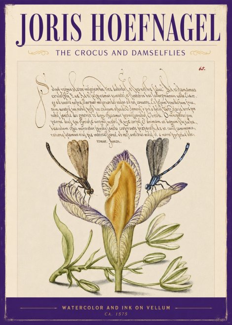 Joris Hoefnagel The Crocus and Damselflies No2 - Poszter