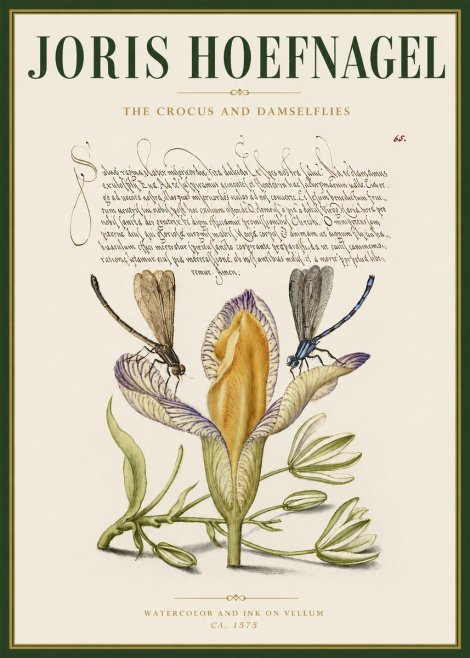 Joris Hoefnagel The Crocus and Damselflies No3 - Poszter