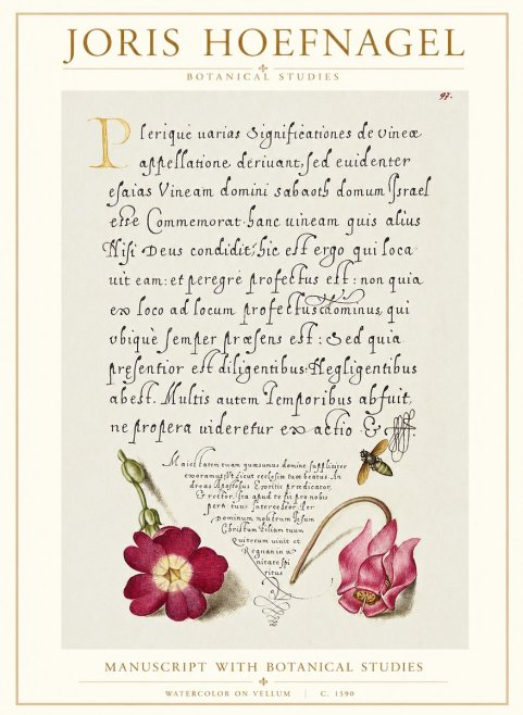 Joris Hoefnagel Manuscript with Botanical Studies No1 - Poszter