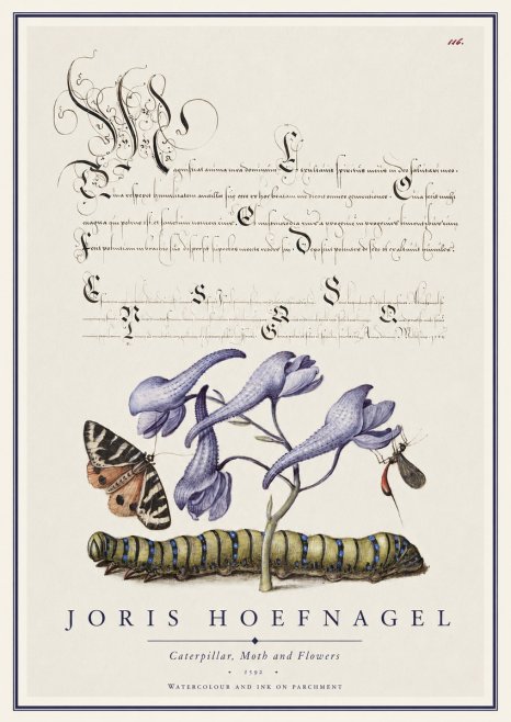 Joris Hoefnagel Caterpillar, Moth and Flowers No1 - Poszter