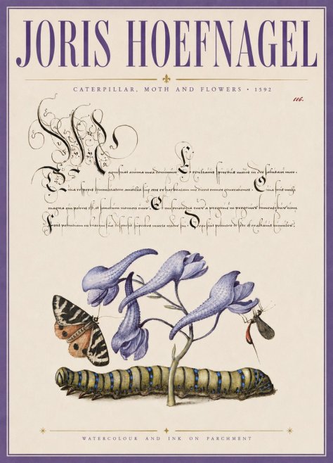 Joris Hoefnagel Caterpillar, Moth and Flowers No3 - Poszter