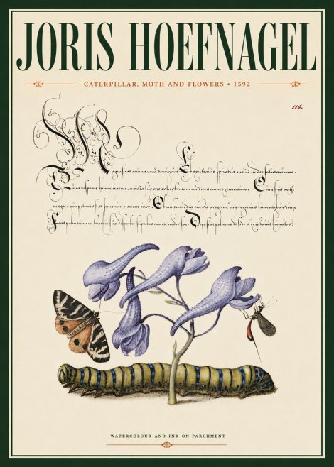 Joris Hoefnagel Caterpillar, Moth and Flowers No4 - Poszter