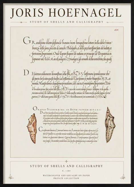 Joris Hoefnagel Study of Shells and Calligraphy No1 - Poszter