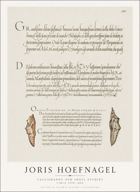 Joris Hoefnagel Study of Shells and Calligraphy No2 - Poszter