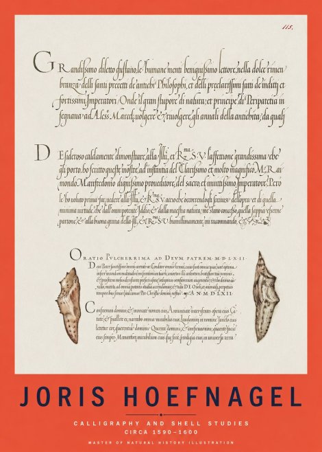 Joris Hoefnagel Study of Shells and Calligraphy No3 - Poszter