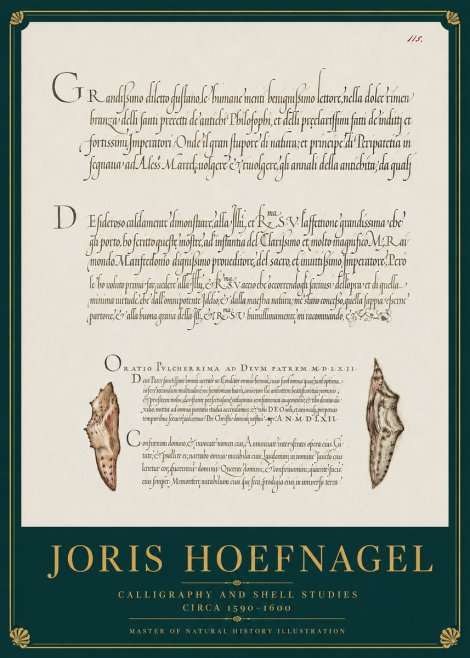 Joris Hoefnagel Study of Shells and Calligraphy No4 - Poszter