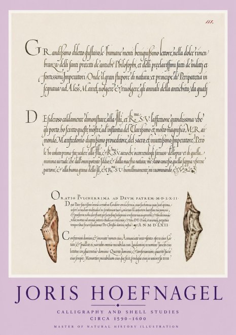 Joris Hoefnagel Study of Shells and Calligraphy No6 - Poszter