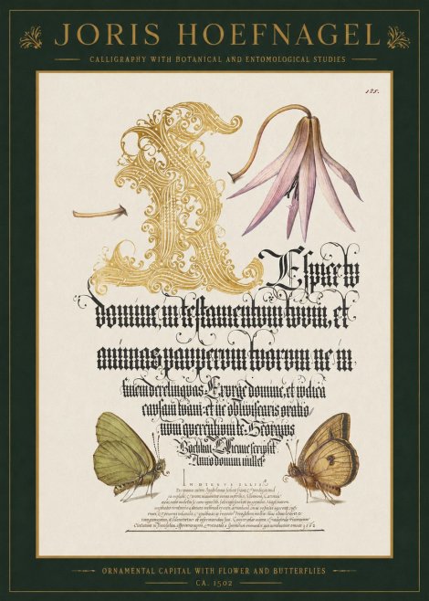 Joris Hoefnagel Ornamental Capital with Flower and Butterflies No1 - Poszter