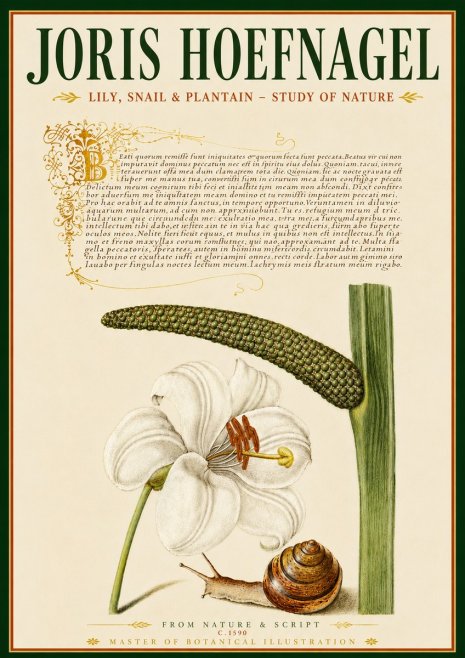 Joris Hoefnagel Lily, Snail & Plantain - Study of Nature No6 - Poszter