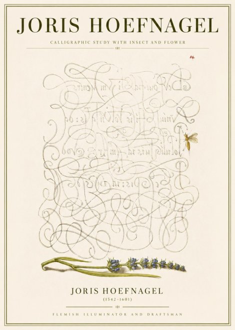 Joris Hoefnagel Calligraphic Study with Insect and Flower No3 - Poszter