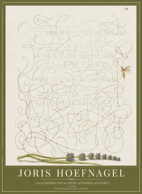 Joris Hoefnagel Calligraphic Study with Insect and Flower No5 - Poszter