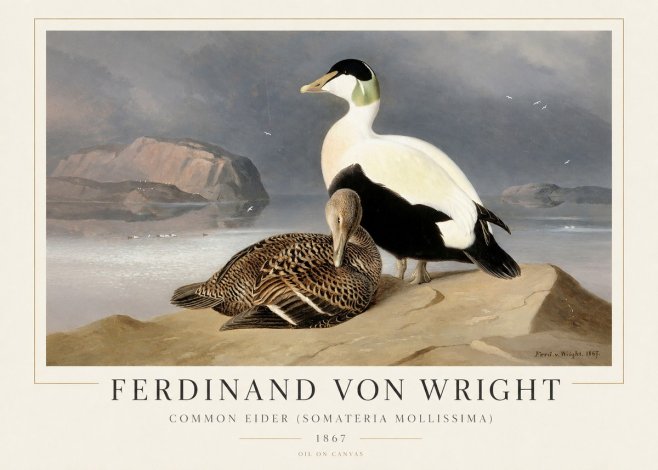 Ferdinand von Wright Common Eider (Somateria Mollissima) No1 - Poszter