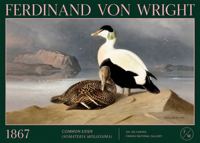 Ferdinand von Wright Common Eider (Somateria Mollissima) No2 - Poszter