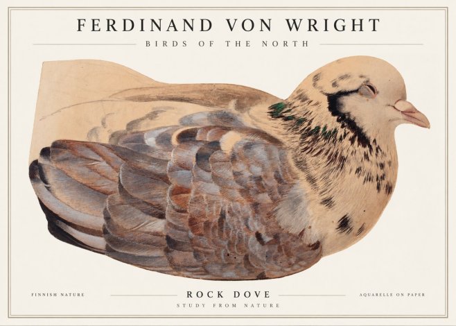 Ferdinand von Wright Turtle Dove Study No2 - Poszter