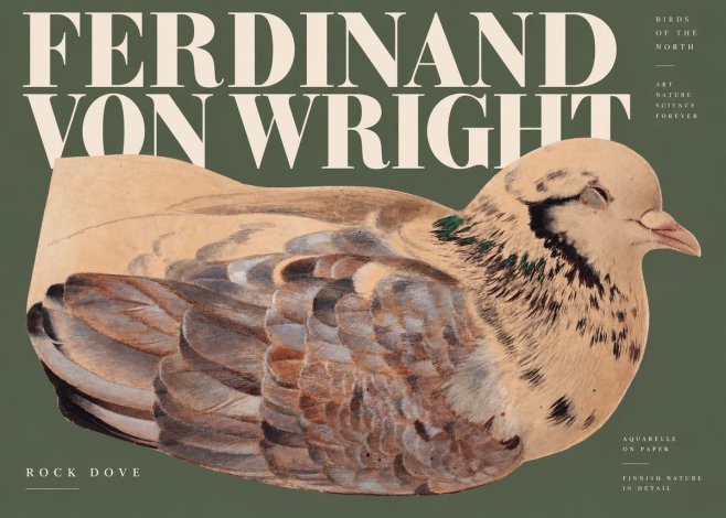 Ferdinand von Wright Turtle Dove Study No3 - Poszter