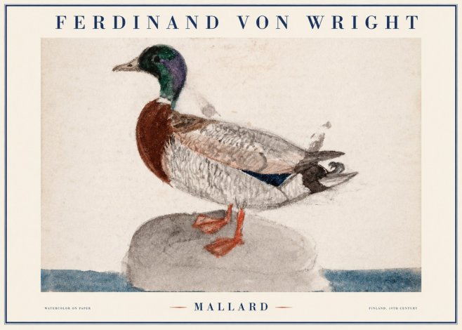 Ferdinand von Wright Mallard No1 - Poszter