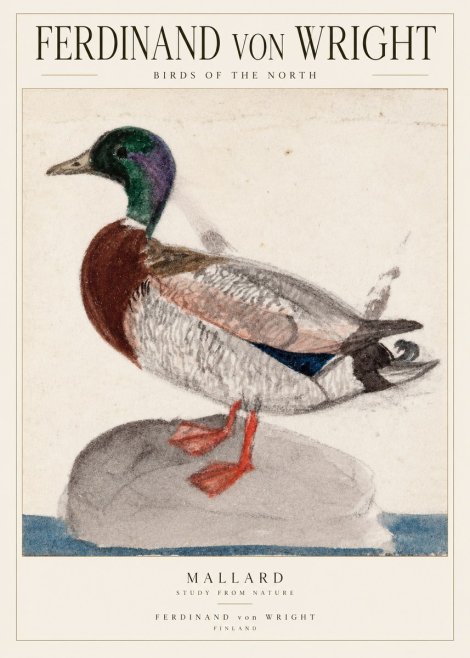 Ferdinand von Wright Mallard No2 - Poszter