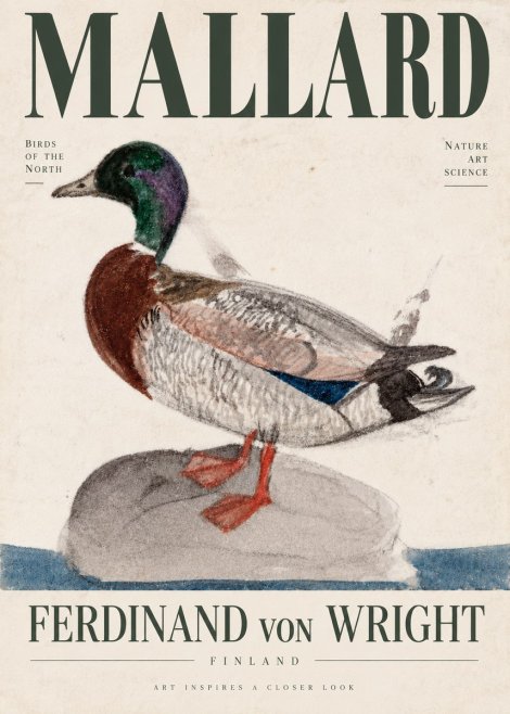 Ferdinand von Wright Mallard No4 - Poszter