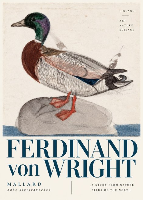 Ferdinand von Wright Mallard No6 - Poszter