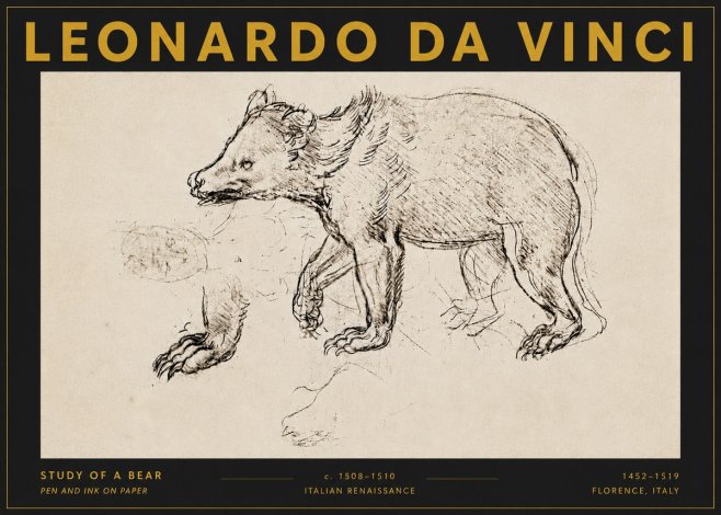 Leonardo da Vinci Study of a Bear No5 - Poszter
