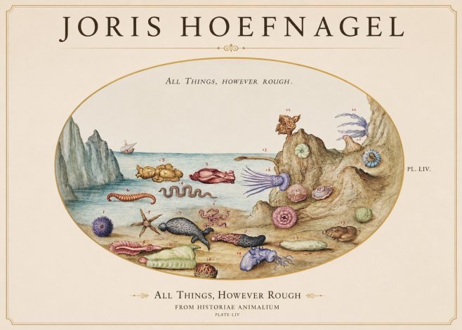 Joris Hoefnagel Totvs Echinvs Asper. Plate Liv No2 - Poszter