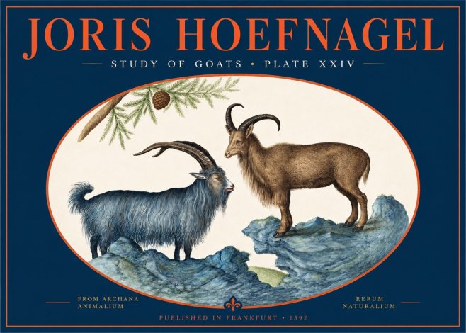 Joris Hoefnagel Two Mountain Goats from the Series Quadrupeds No3 - Poszter