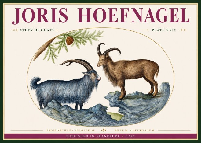Joris Hoefnagel Two Mountain Goats from the Series Quadrupeds No4 - Poszter