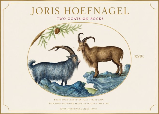 Joris Hoefnagel Two Mountain Goats from the Series Quadrupeds No6 - Poszter