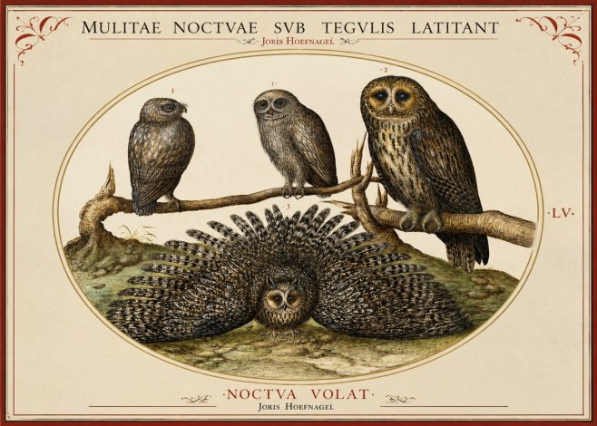 Joris Hoefnagel Noctva Volat No2 - Poszter