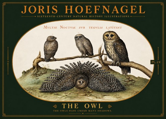 Joris Hoefnagel Noctva Volat No6 - Poszter