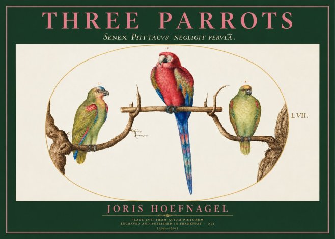 Joris Hoefnagel Three Parrots No2 - Poszter