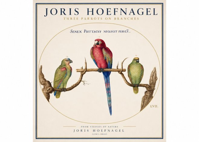 Joris Hoefnagel Three Parrots No3 - Poszter