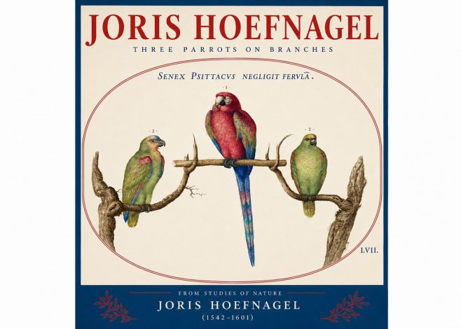 Joris Hoefnagel Three Parrots No4 - Poszter