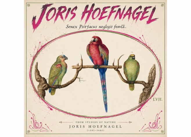 Joris Hoefnagel Three Parrots No5 - Poszter