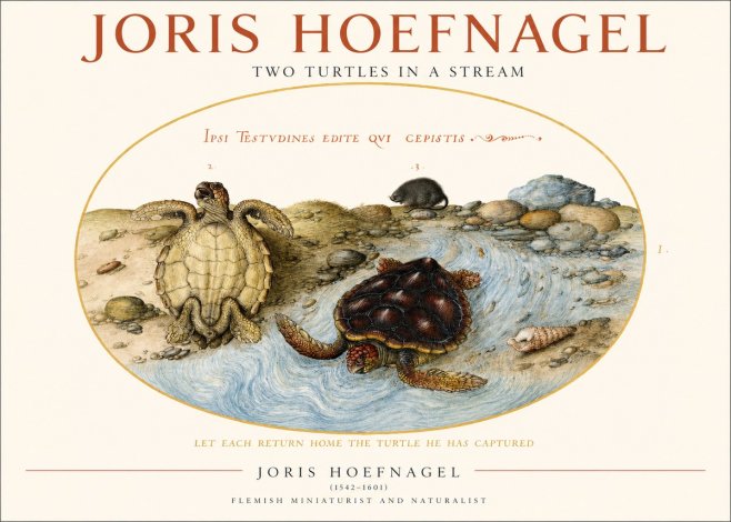 Joris Hoefnagel Two Turtles in a Stream No1 - Poszter