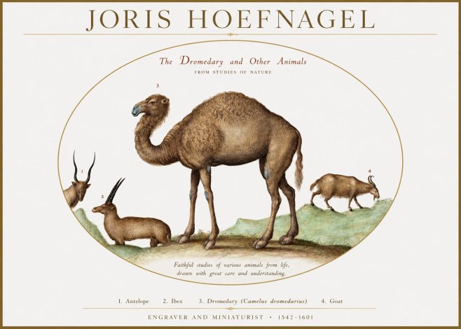 Joris Hoefnagel The Dromedary and Other Animals from Studies of Nature No1 - Poszter